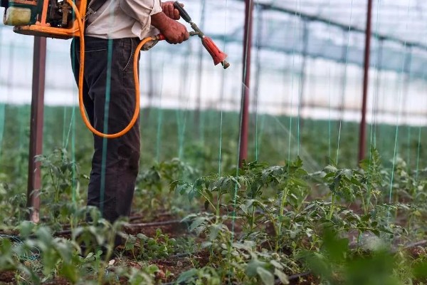 西红柿喷什么叶面肥，喷稀释后的磷酸和尿素溶液