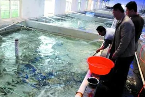 三文鱼和鲑鱼的区别,三文鱼属于鲑鱼