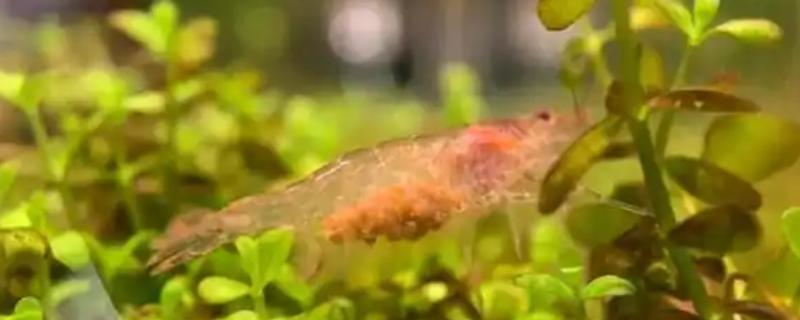在家里怎么养野生的河虾，可以用鱼缸进行饲养