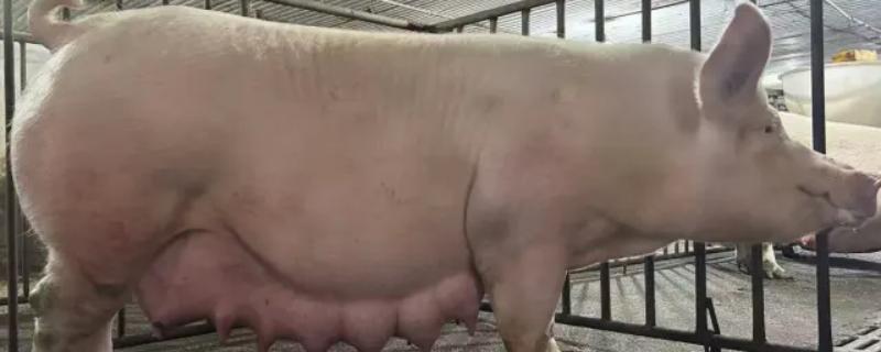 怀孕母猪干粪不吃食怎么处理，需控制食量