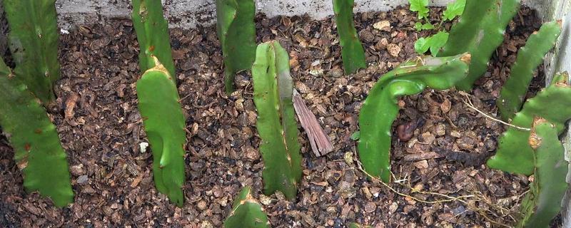 火龙果的扦插繁殖技术，扦插时间以春季为宜