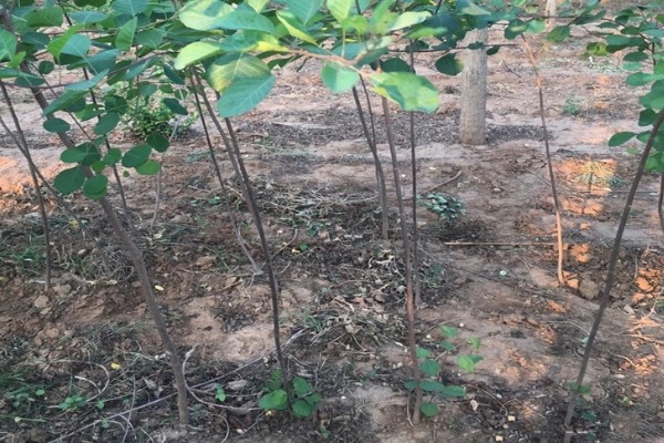 黄栌树的种植管理技术，生长的前期灌水要足