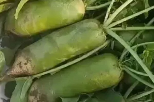 沙窝萝卜的种植原产地，原产地是天津辛口镇