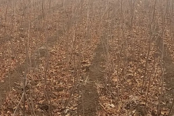 黄栌树的种植管理技术，生长的前期灌水要足