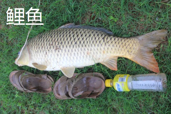 伊势尼2号钩适合钓多大鱼，适合钓1-2斤的鱼