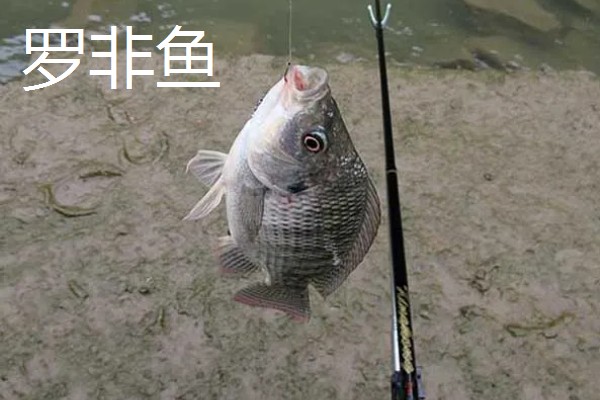 伊势尼2号钩适合钓多大鱼，适合钓1-2斤的鱼