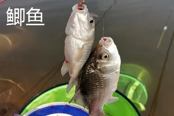 伊势尼2号钩适合钓多大鱼，适合钓1-2斤的鱼