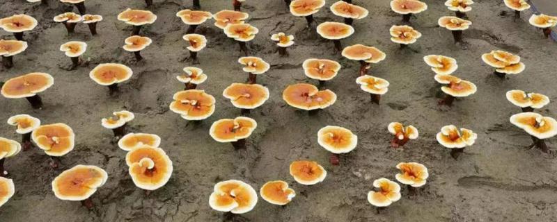 灵芝怎么种植，将养料装袋灭菌后再接种