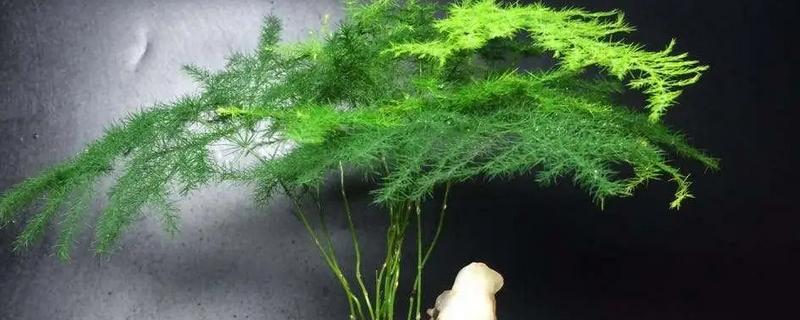 文竹的花语,寓意长久的友情、幸福的婚姻