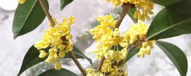 桂花树冒出小芽不长了的原因，可能是缺乏氮肥