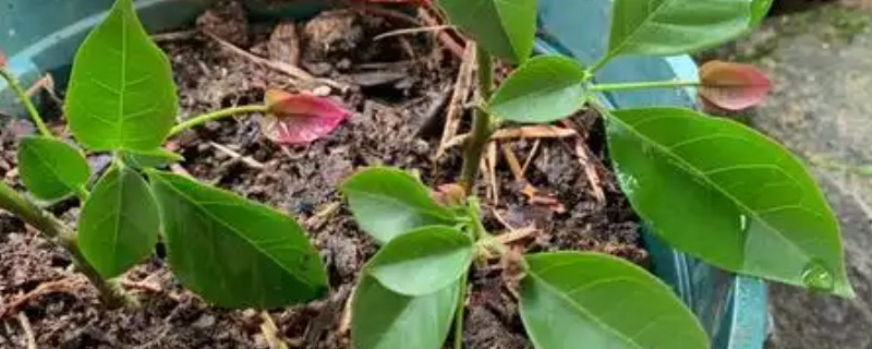 三角梅扦插发芽后的管理方法，在发芽后要提供充足的光照