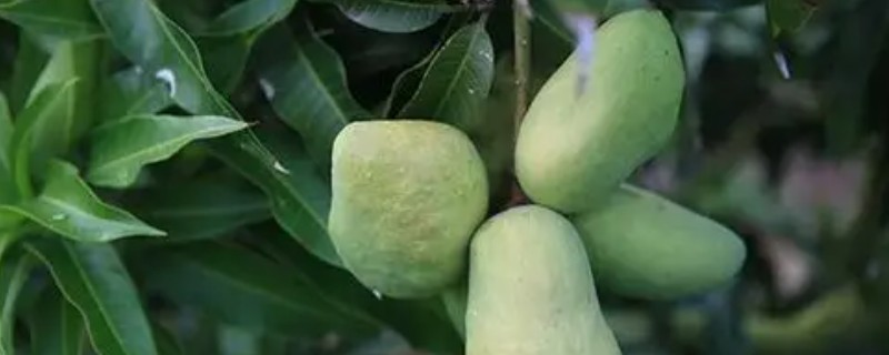 畸形芒果出现的症状，首先会出现畸形的花朵