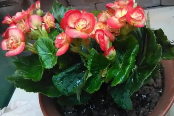 萝卜海棠花朵蔫怎么处理，可喷洒药剂或松土排水等