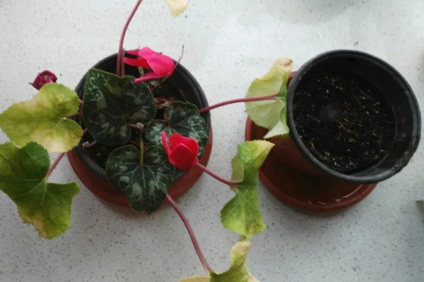 萝卜海棠花朵蔫怎么处理，可喷洒药剂或松土排水等