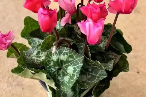 萝卜海棠花朵蔫怎么处理，可喷洒药剂或松土排水等
