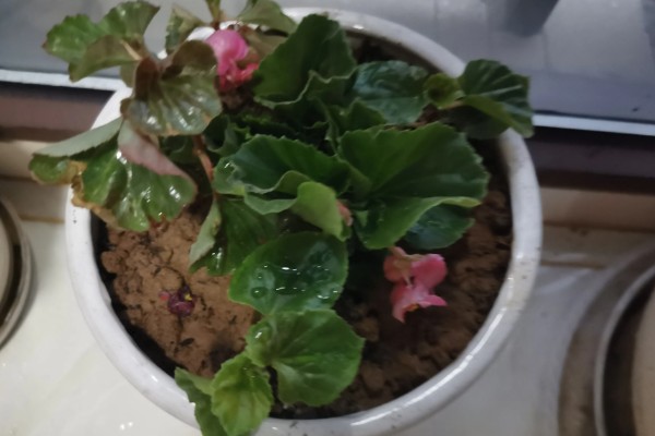萝卜海棠花朵蔫怎么处理，可喷洒药剂或松土排水等