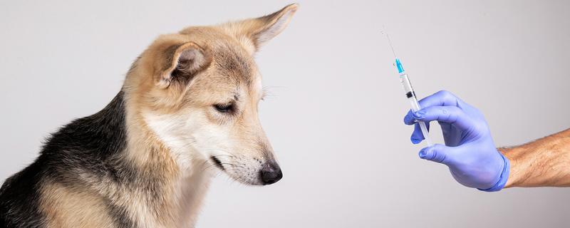 狗狗如何接种疫苗，分为初次免疫和加强免疫