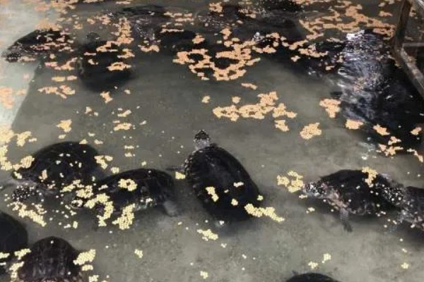 斑点池龟怎么养，水温保持在22-30℃之间