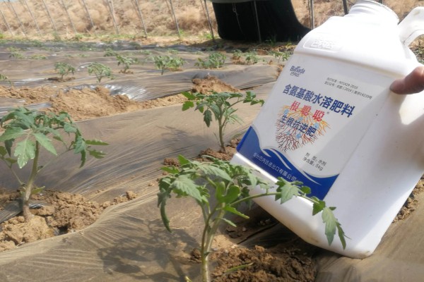 施肥后几天可以看到效果，品种不同见效时间也不同