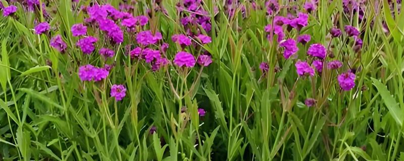 柳叶马鞭草如何养殖，要选择疏松肥沃的土壤种植