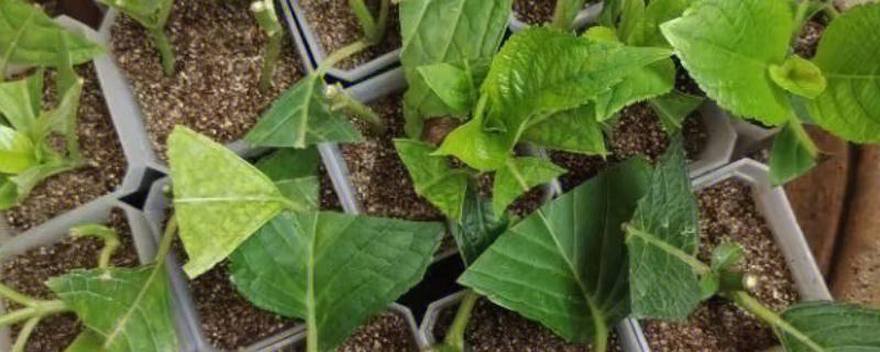 绣球花何时扦插，在春秋季进行为佳