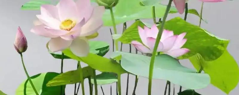 荷花的叶子发黑怎么处理，要马上修剪发黑的叶片