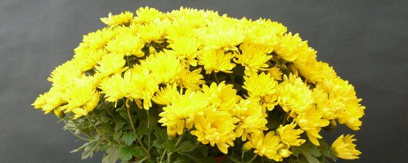 栽培菊花的建议，生长期每隔15-20天施加一次氮磷复合肥