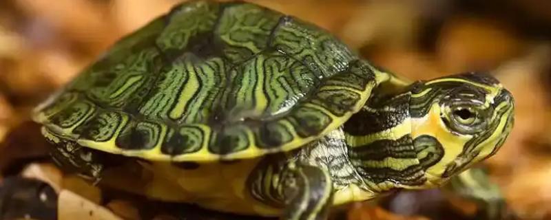 黄耳龟是水龟还是半水龟，黄耳龟是水龟
