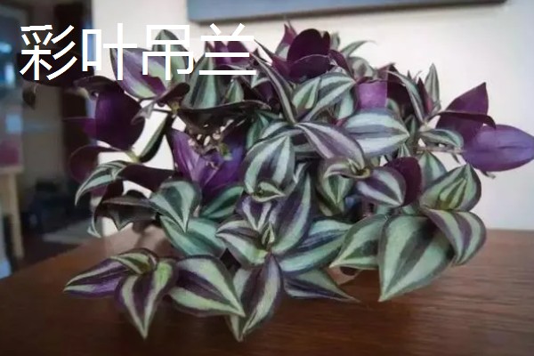 吊兰有什么作用，既能观赏又可以净化空气