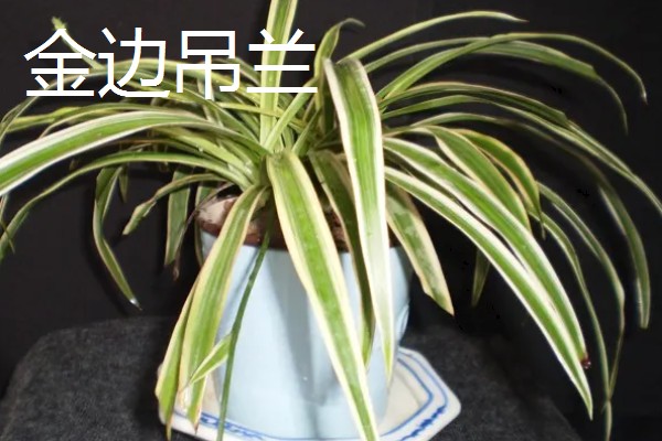 吊兰有什么作用，既能观赏又可以净化空气