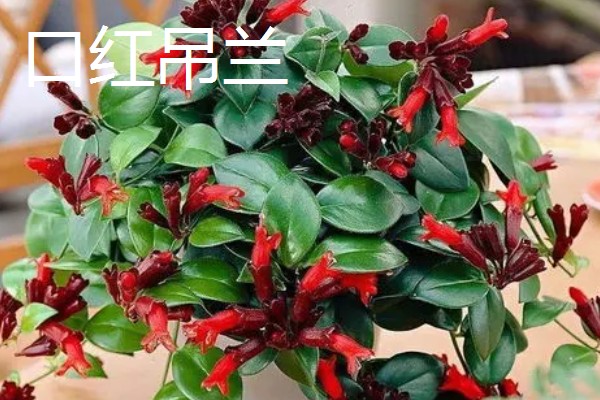 吊兰有什么作用，既能观赏又可以净化空气