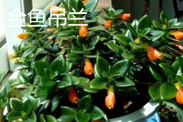 吊兰有什么作用，既能观赏又可以净化空气