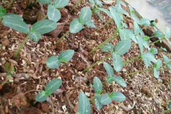 南美洲火腿瓜的种植要点，苗床期间要适当浇水