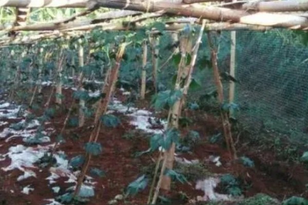 南美洲火腿瓜的种植要点，苗床期间要适当浇水