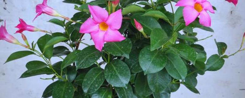 飘香藤冬季的养殖方法，保持不干不浇的浇水原则