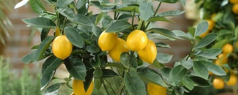 柠檬叶子卷曲的原因,可能是光照过强所致