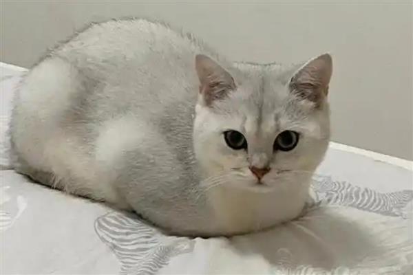 母猫怀孕后越来越瘦的原因，可能是营养不良所致