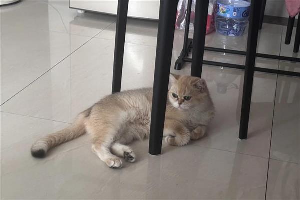 母猫怀孕后越来越瘦的原因，可能是营养不良所致