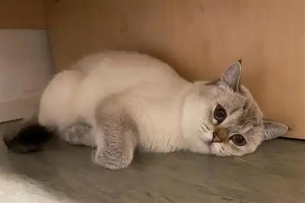 母猫怀孕后越来越瘦的原因，可能是营养不良所致