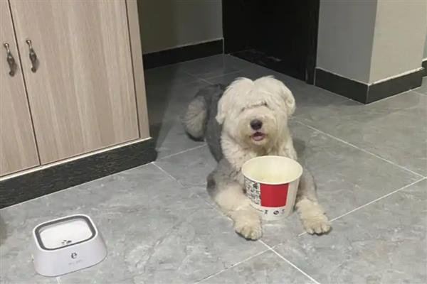 古牧犬狗粮配方要注意什么，不可缺碳水化合物