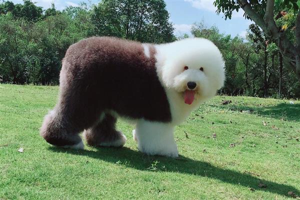 古牧犬狗粮配方要注意什么，不可缺碳水化合物