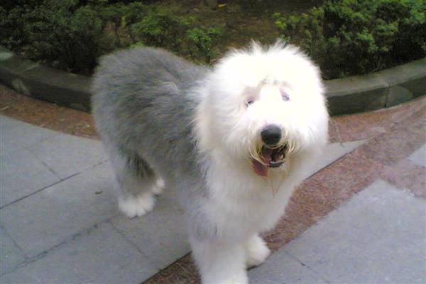 古牧犬狗粮配方要注意什么，不可缺碳水化合物