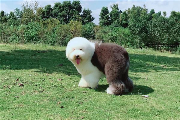 古牧犬狗粮配方要注意什么，不可缺碳水化合物