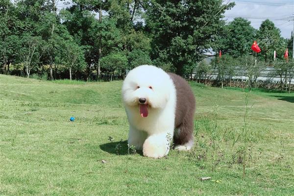 古牧犬狗粮配方要注意什么，不可缺碳水化合物