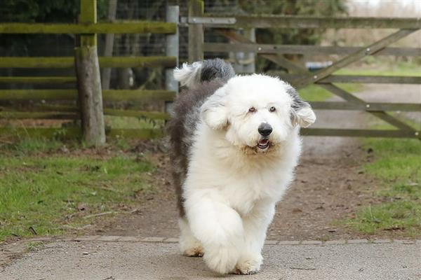 古牧犬狗粮配方要注意什么，不可缺碳水化合物