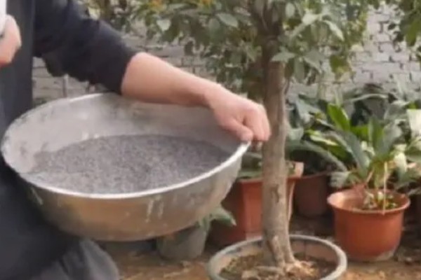 桂花施什么肥，根据当前时期选用不同的肥料
