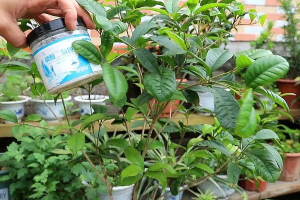 桂花施什么肥，根据当前时期选用不同的肥料