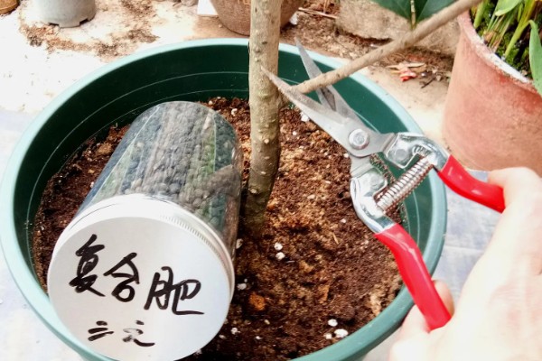 桂花施什么肥，根据当前时期选用不同的肥料