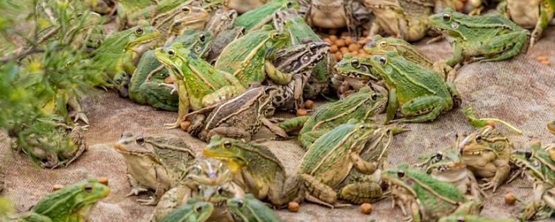 养殖青蛙需要办理哪些手续，要办理养殖证、营业执照等