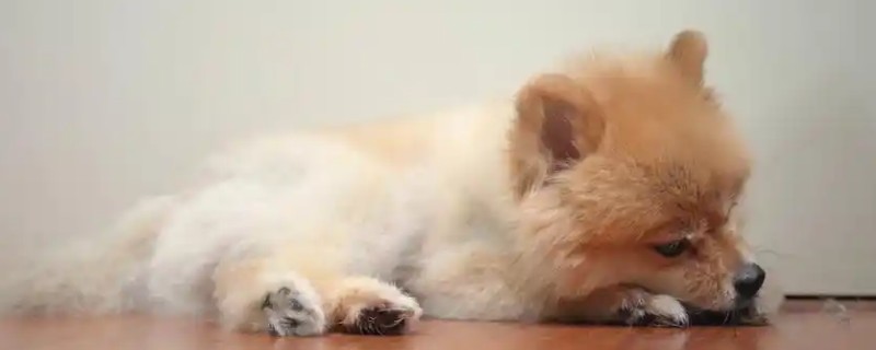 狗狗吐黄水的原因，可能是消化不良所致
